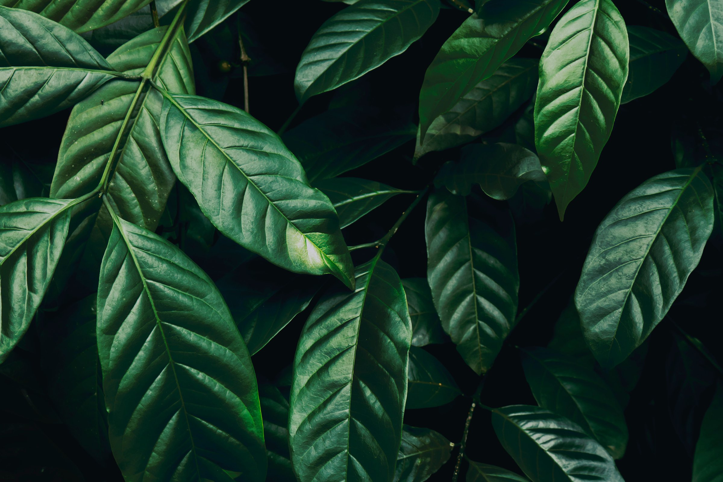 Close-up Photo of Green Leafed Plant